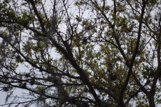 Enlarge photo 153
