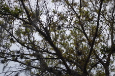 Enlarge photo 154