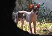 Enlarge photo 4