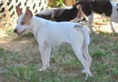 Lemon and White coated Male