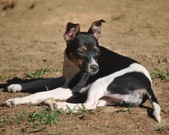 Lexie