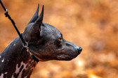 Dogs on co-owns