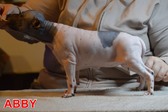 Enlarge photo 4