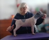 Female American Hairless Terriers