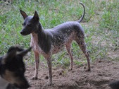 Retired dogs and reference dogs