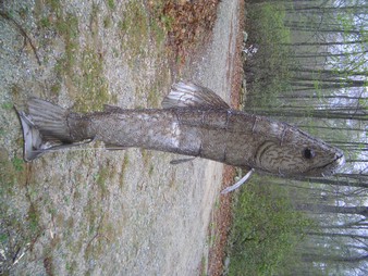 Enlarge photo 30