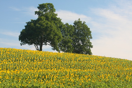 Enlarge photo 93