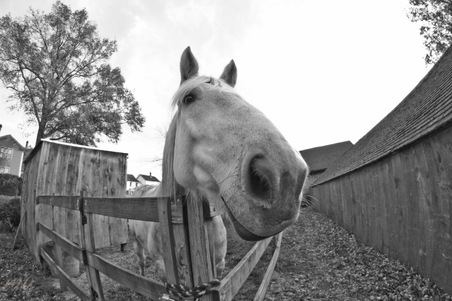 Enlarge photo 79
