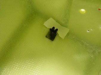 Enlarge photo 97