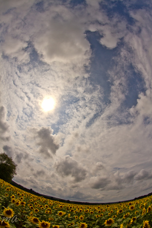 Enlarge photo 37