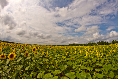 Enlarge photo 38