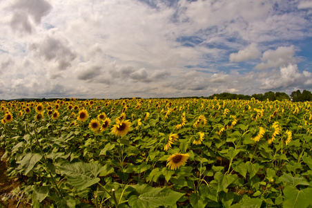 Enlarge photo 39