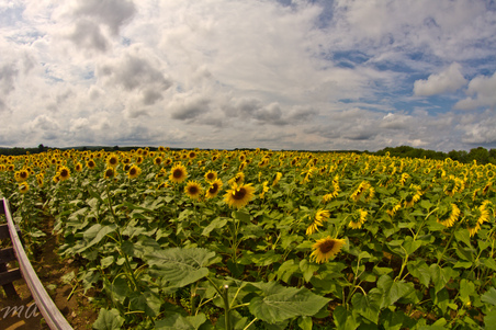 Enlarge photo 40