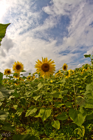 Enlarge photo 41