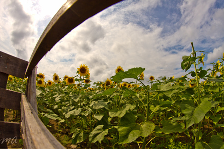 Fisheye
