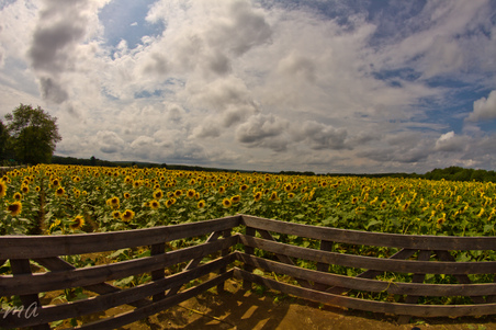 Enlarge photo 45