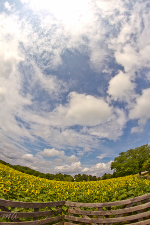 Enlarge photo 46
