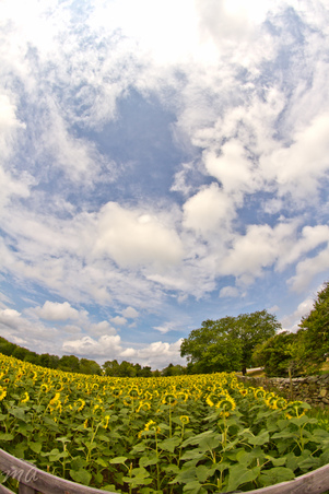 Enlarge photo 47
