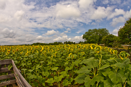 Enlarge photo 48