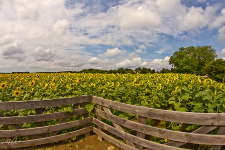 Enlarge photo 49