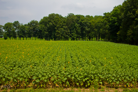Enlarge photo 29