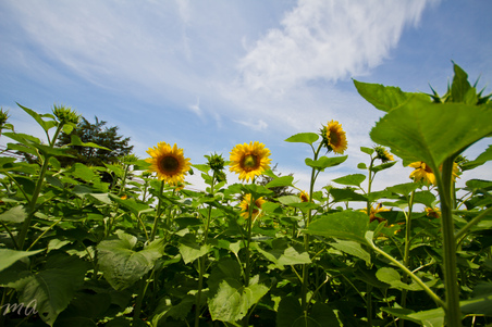 Enlarge photo 40