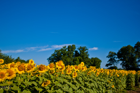 Enlarge photo 40