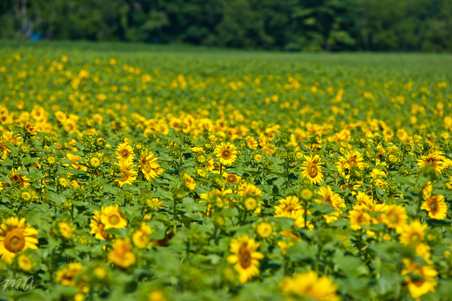 Enlarge photo 170