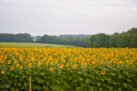 Enlarge photo 38