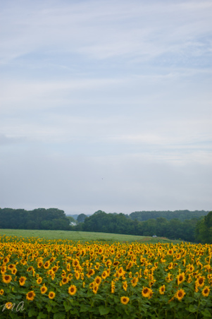 Enlarge photo 39