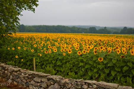 Enlarge photo 40