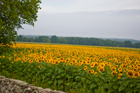 Enlarge photo 41