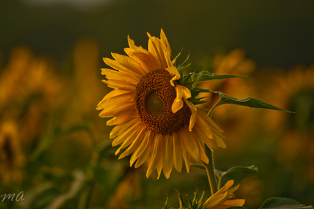 Enlarge photo 26