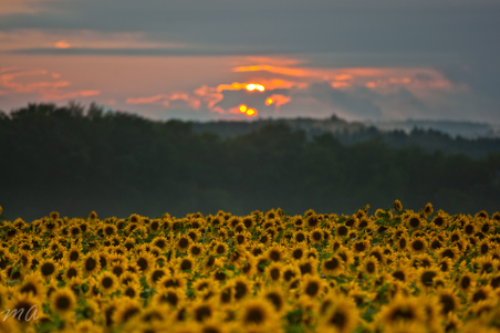 Enlarge photo 63