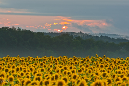 Enlarge photo 66