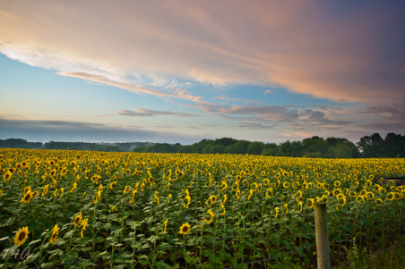 Enlarge photo 73