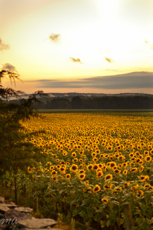 Enlarge photo 93