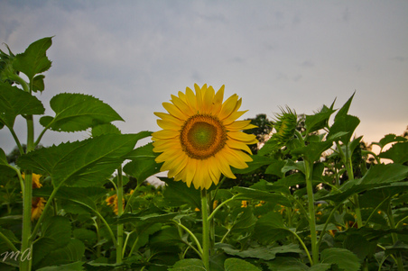 Enlarge photo 8