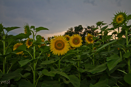 Enlarge photo 14