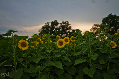 Enlarge photo 16