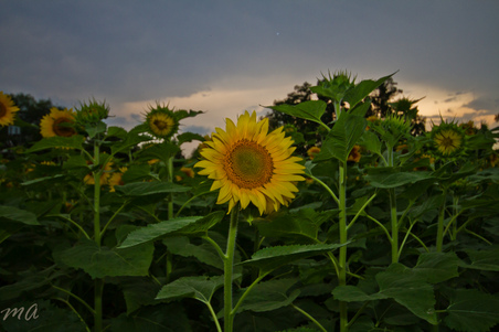Enlarge photo 19