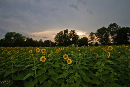 Enlarge photo 21