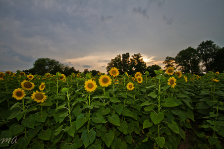 Enlarge photo 23