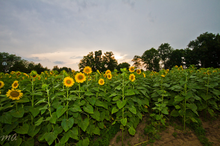 Enlarge photo 25