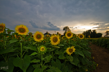 Enlarge photo 37