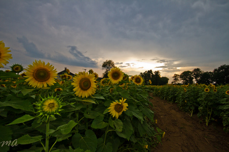 Enlarge photo 38