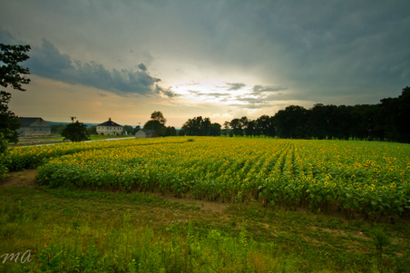 Enlarge photo 47