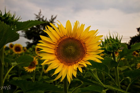 Enlarge photo 77