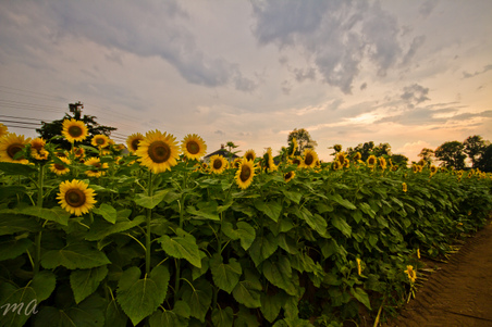 Enlarge photo 85
