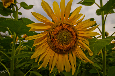 Enlarge photo 90